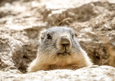 Mountain wildlife Bergdieren