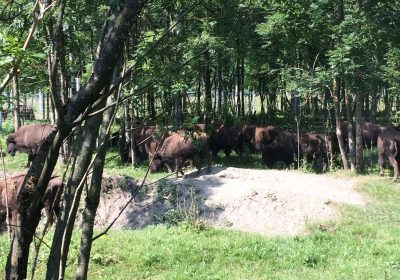 Bezoek: buffelboerderij